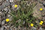 Kretisches Ferkelkraut - Hypochaeris cretensis