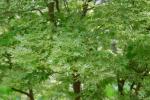 Sikkim-Ahorn - Acer sikkimense