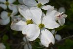 Blüten-Hartriegel-Cornus florida