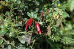 : - Demosthenesia mandonii