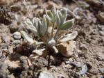 : - Astragalus purshii var. glareosus