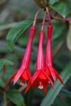 : - Fuchsia triphylla
