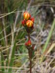 : - Gentianella hirculus