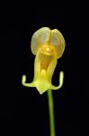 : - Porroglossum aureum