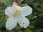 : - Rhododendron keysii