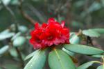 : - Rhododendron fulgens