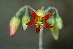 : - Rosularia adenotricha