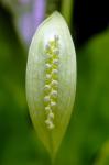 : - Spathicarpa hastifolia