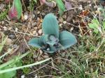 Blauzungenlauch - Allium karataviense