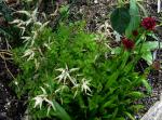 Aruncus aethusifolius - Aruncus dioicus var. aethusifolius