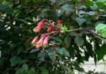 Essbare Bomarie - Bomarea edulis