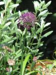 Himalayazwiebel - Allium wallichii
