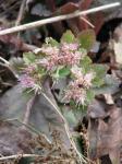 : - Chrysosplenium macrophyllum