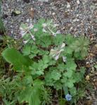 : - Corydalis integra