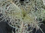 : - Cynara cardunculus subsp. flavescens
