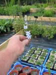 : - Delphinium carolinianum