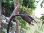 : - Disporum longistylum