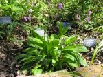 : - Dodecatheon austrofrigidum