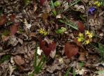 : - Epimedium davidii