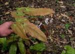 : - Epimedium omeiense
