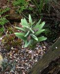 : - Fritillaria sewerzowii