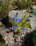 :-Gentiana paradoxa