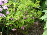 Kirilows Indigostrauch-Indigofera kirilowii