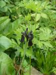 Goldstreifen-Schwertlilie-Iris chrysographes