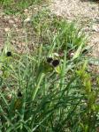 Knollige Schwertlilie - Iris tuberosa