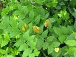 : - Lathyrus aureus