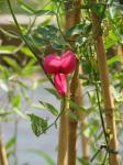 : - Lathyrus splendens