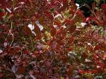 : - Lyonia ligustrina
