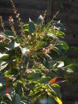 : - Mahonia gracilipes