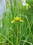 : - Moraea huttonii
