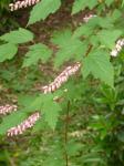 Tibetische Traubenspiere - Neillia thibetica