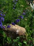 : - Penstemon cyananthus