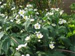 Platanen-Hahnenfuß - Ranunculus platanifolius