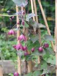 : - Lophospermum atrosanguineum