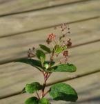: - Ribes viburnifolium