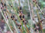 Japanische Kätzchenweide - Salix gracilistyla