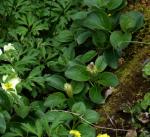 :-Salix nakamurana