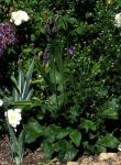 Nickender Salbei - Salvia nutans