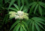 Chinesischer Holunder - Sambucus chinensis