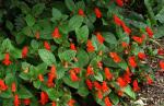 : - Seemannia nematanthodes