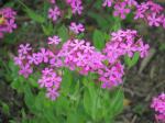 Nelken-Leimkraut - Silene armeria