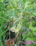 : - Sophora flavescens