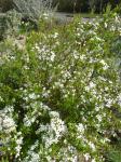 Thunberg-Spierstrauch - Spiraea thunbergii