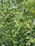 Gelber Gamander - Teucrium flavum