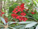 : - Tropaeolum speciosum