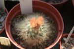 : - Escobaria roseana